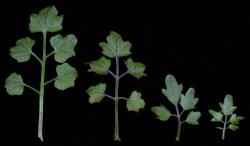 Cardamine unguiculus. Cauline leaves with prominent veins.
 Image: P.B. Heenan © Landcare Research 2019 CC BY 3.0 NZ